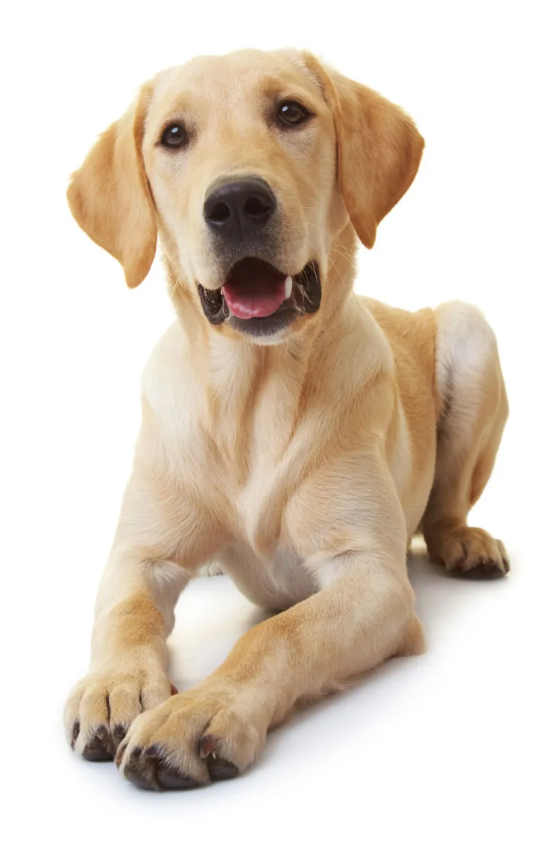 DEW-Feriendoerfer-Haustier-Hund-2